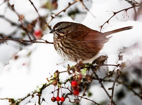 USA- Washington State- Sammamish. Sparrow on snow covered Crabapple tree Art Print
